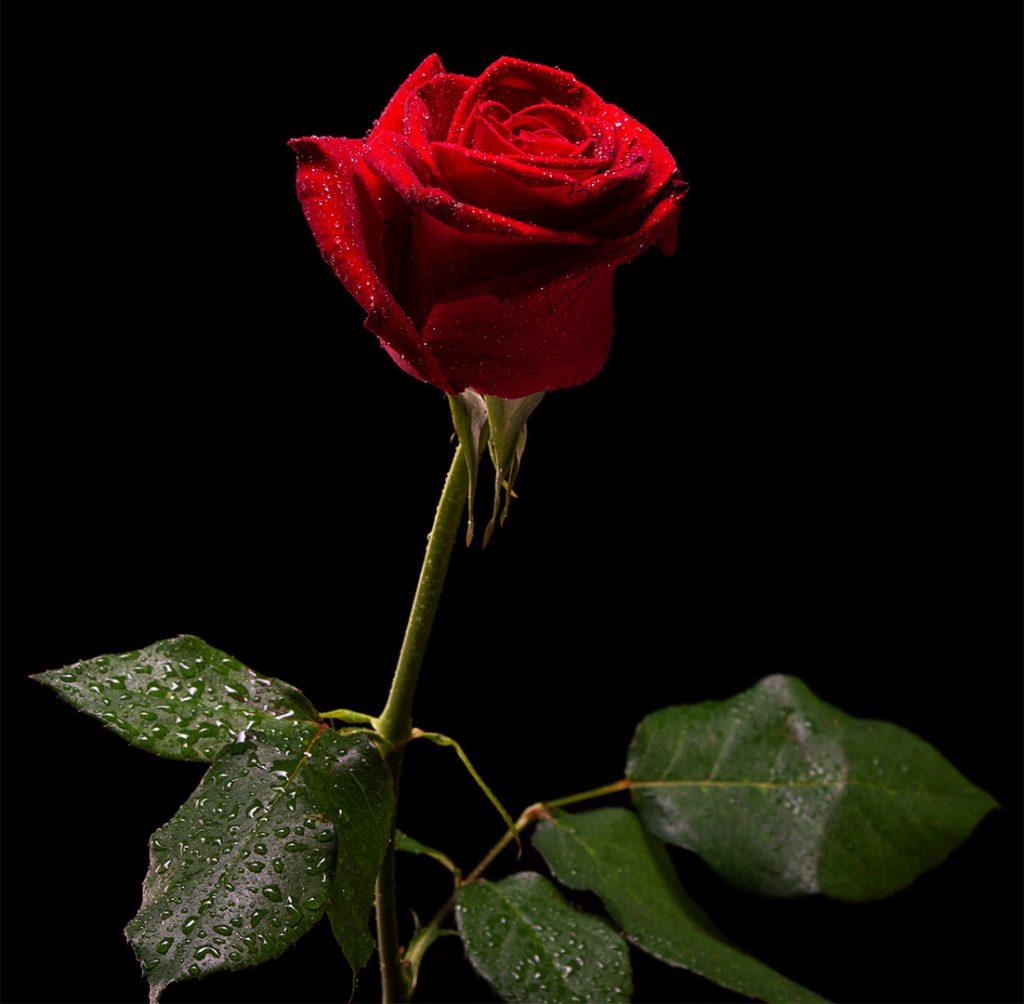 Everlasting Love Rose